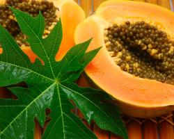 „Тропически пъпеш“: ползите и вредите от папаята Какво е папая и нейните полезни свойства